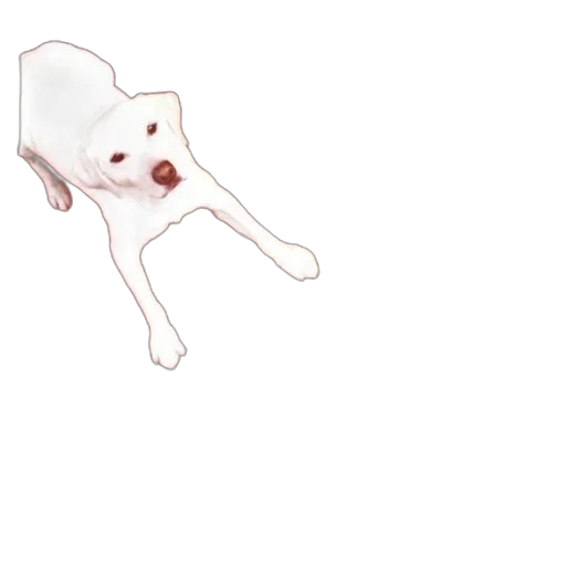 animal, creature, face, mask transparent PNG cut-out