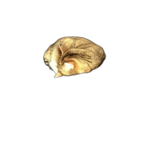 animal, jewelry, hair, hat transparent PNG cut-out