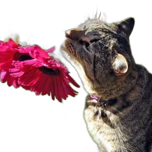 flower, animal, staff, creature transparent PNG cut-out