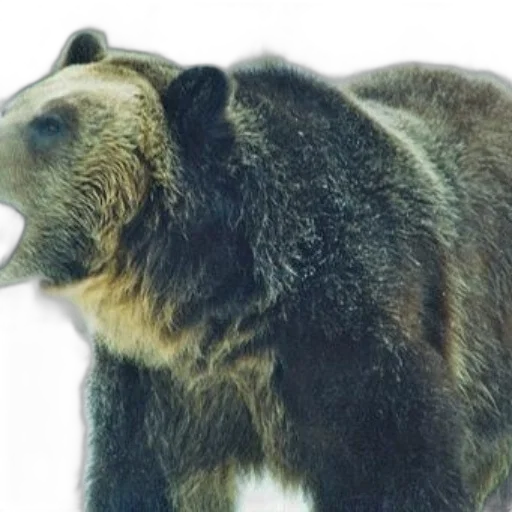 animal, creature, photorealistic, brown transparent PNG cut-out