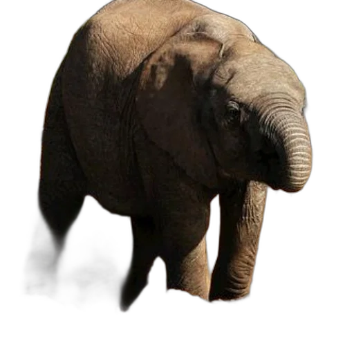 animal, creature, face, staff transparent PNG cut-out
