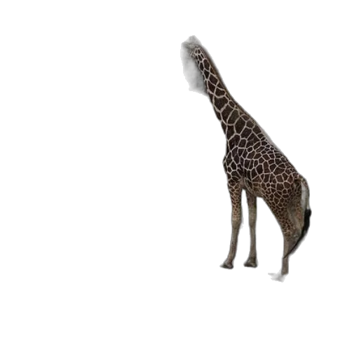 animal, creature, staff, dress transparent PNG cut-out