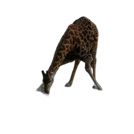 animal, creature, shoes, staff transparent PNG cut-out