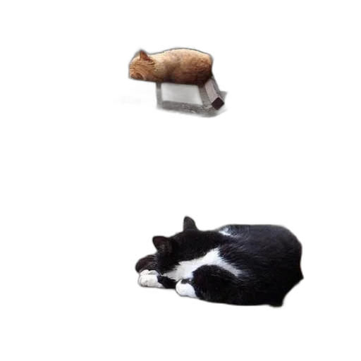 animal, furniture, food, shoes transparent PNG cut-out