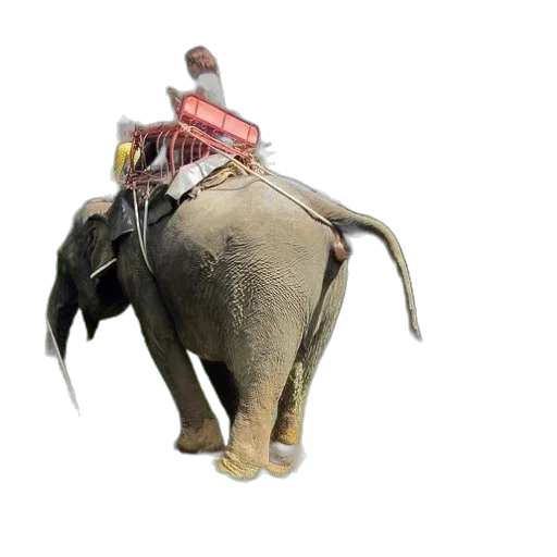 animal, creature, staff, weapon transparent PNG cut-out