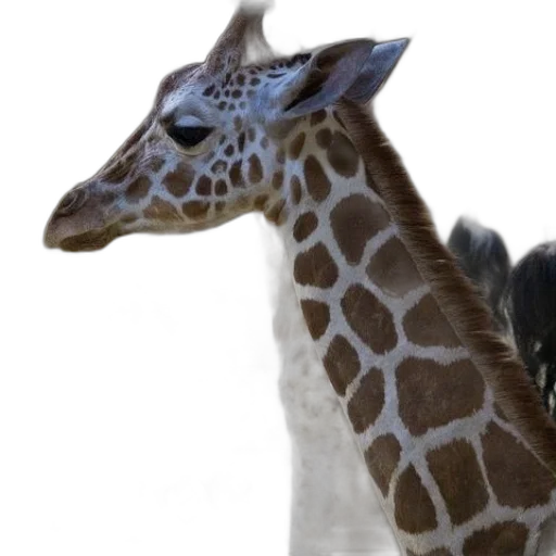 animal, creature, staff, face transparent PNG cut-out