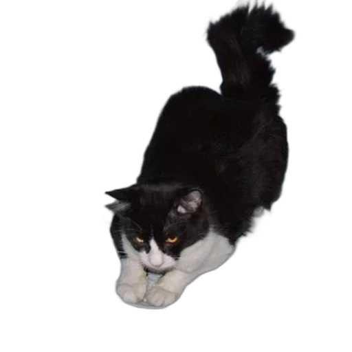 animal, staff, creature, hat transparent PNG cut-out
