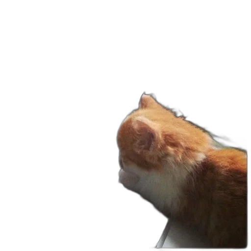 animal, staff, face, creature transparent PNG cut-out