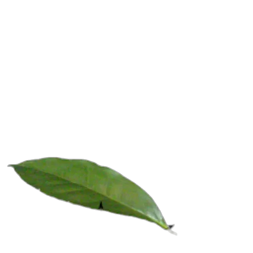 staff, flower, umbrella, weapon transparent PNG cut-out