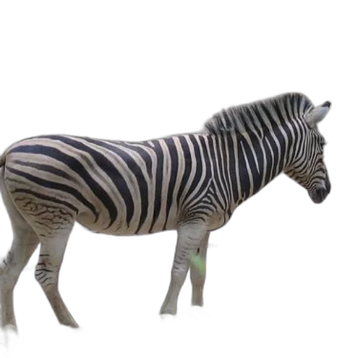 animal, creature, 3d render, concept art transparent PNG cut-out
