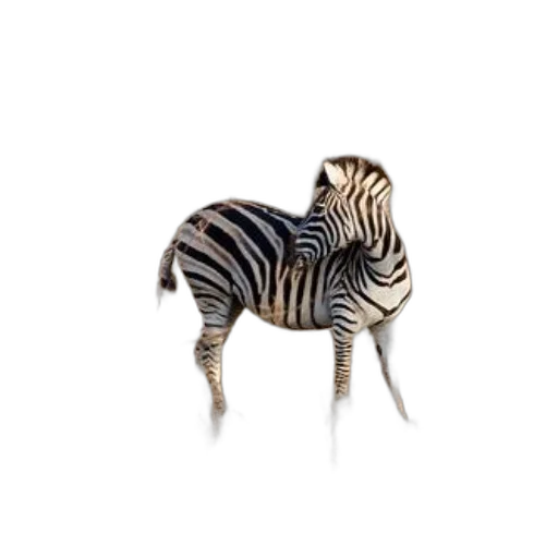 animal, creature, jewelry, furniture transparent PNG cut-out
