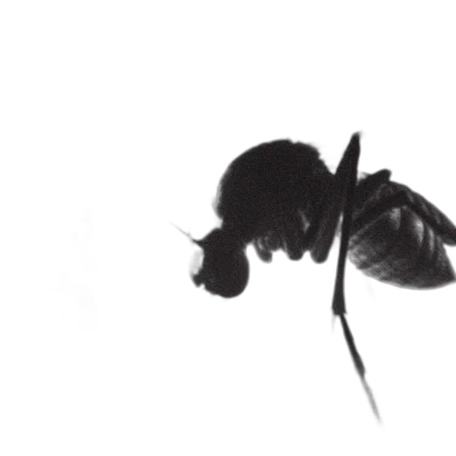 flower, crown, hair, staff transparent PNG cut-out