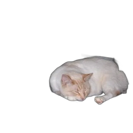 animal, creature, staff, hat transparent PNG cut-out