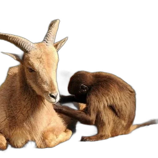 animal, monkey, goat, sit transparent PNG cut-out