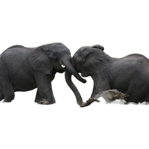 animal, two, elephants, playfully transparent PNG cut-out