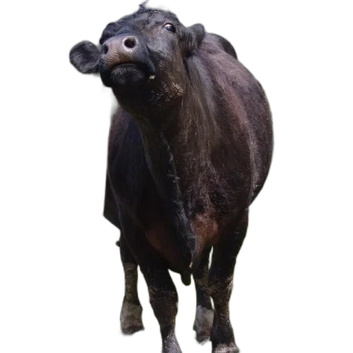 animal, creature, face, staff transparent PNG cut-out