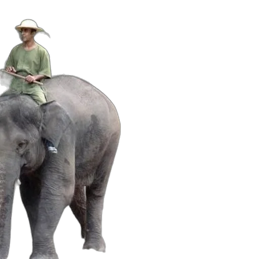 animal, hat, umbrella, creature transparent PNG cut-out