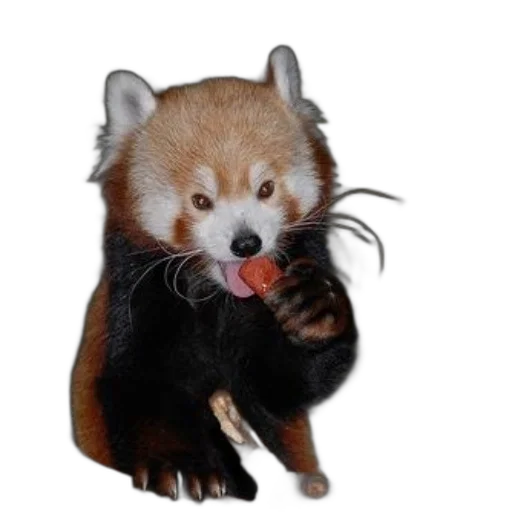 animal, creature, staff, food transparent PNG cut-out