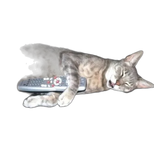 shoes, staff, animal, bottle transparent PNG cut-out