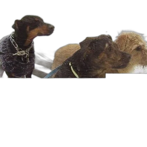staff, animal, snow, three transparent PNG cut-out