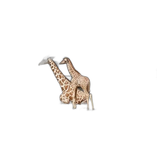 animal, jewelry, weapon, dragon transparent PNG cut-out