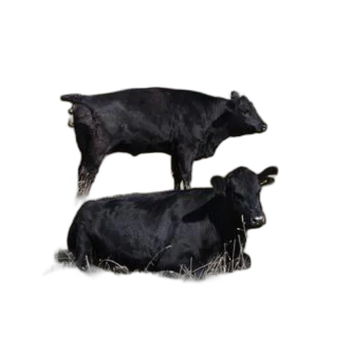 animal, food, jewelry, crown transparent PNG cut-out