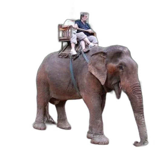 animal, staff, creature, car transparent PNG cut-out