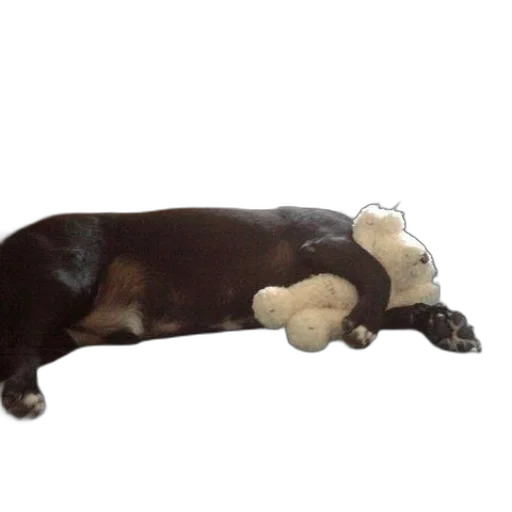 animal, creature, staff, furniture transparent PNG cut-out