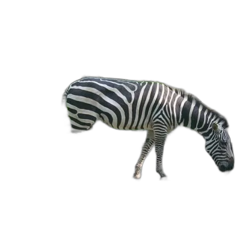 animal, creature, hat, furniture transparent PNG cut-out