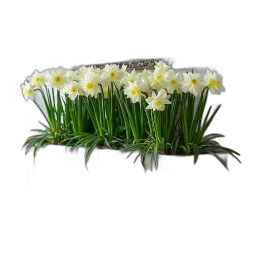 crown, flower, furniture, jewelry transparent PNG cut-out