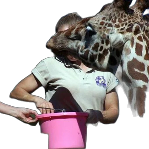 animal, creature, staff, giraffe transparent PNG cut-out