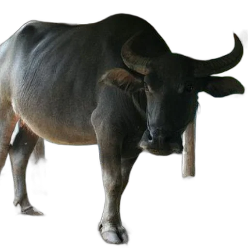 animal, creature, food, weapon transparent PNG cut-out