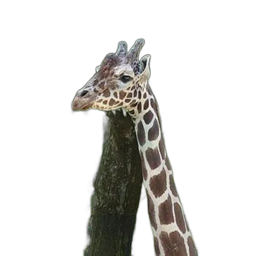 animal, staff, creature, hat transparent PNG cut-out
