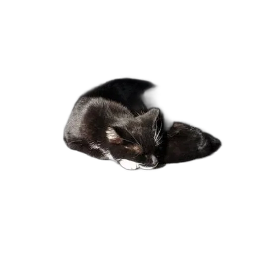 animal, creature, hat, staff transparent PNG cut-out