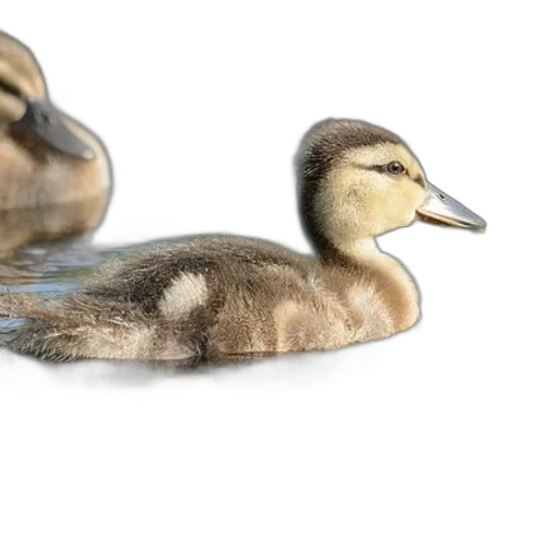 animal, photorealistic, 3d render, duckling transparent PNG cut-out
