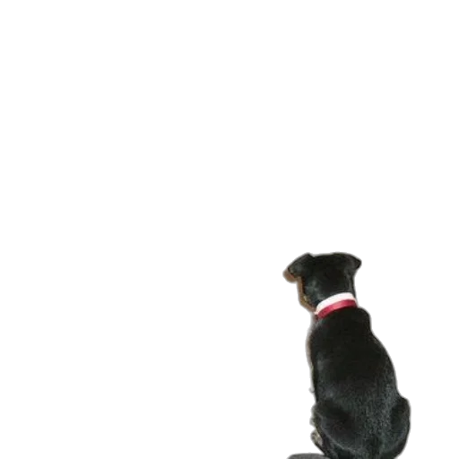 animal, staff, creature, robot transparent PNG cut-out