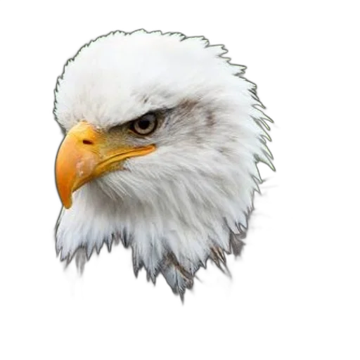 animal, face, crown, weapon transparent PNG cut-out