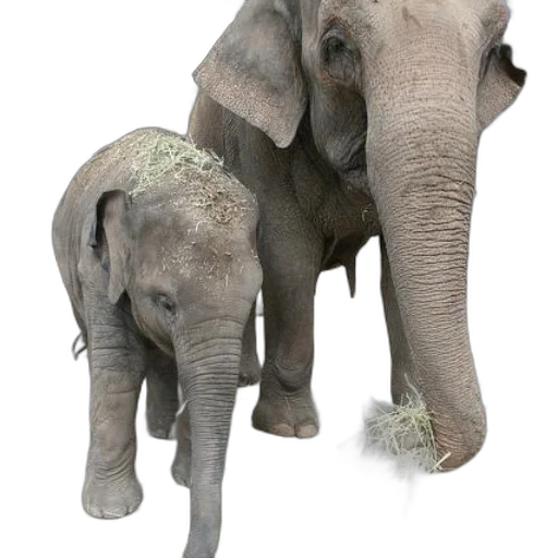 animal, staff, creature, photorealistic transparent PNG cut-out