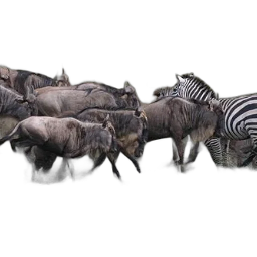animal, hair, creature, furniture transparent PNG cut-out