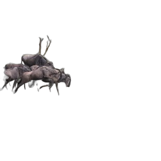 animal, creature, crown, furniture transparent PNG cut-out