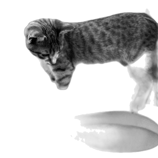 animal, creature, food, photorealistic transparent PNG cut-out