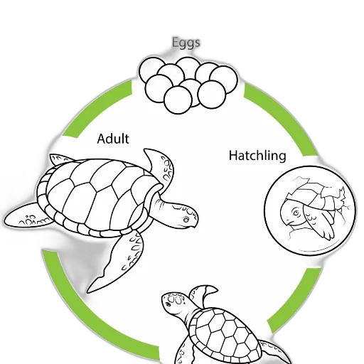 concept art, diagram, illustrating, life transparent PNG cut-out
