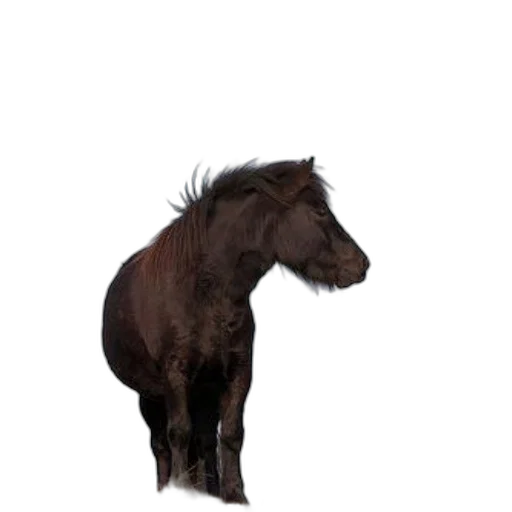 animal, hair, creature, staff transparent PNG cut-out