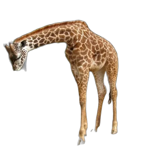 animal, creature, staff, food transparent PNG cut-out