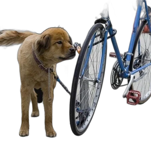 animal, creature, photorealistic, dog transparent PNG cut-out