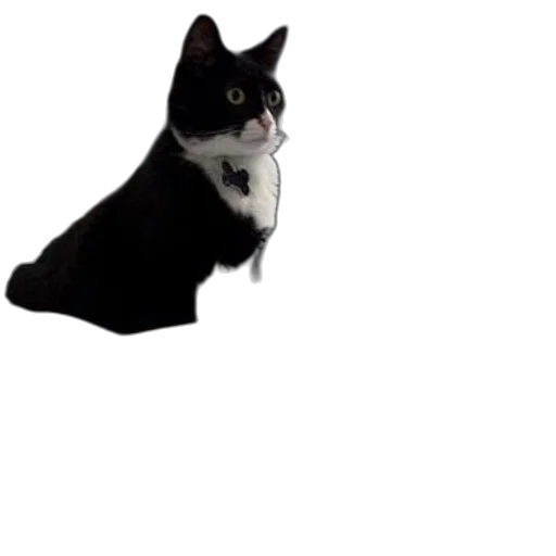 animal, staff, creature, hat transparent PNG cut-out