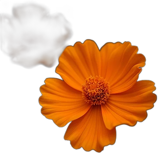flower, crown, food, weapon transparent PNG cut-out