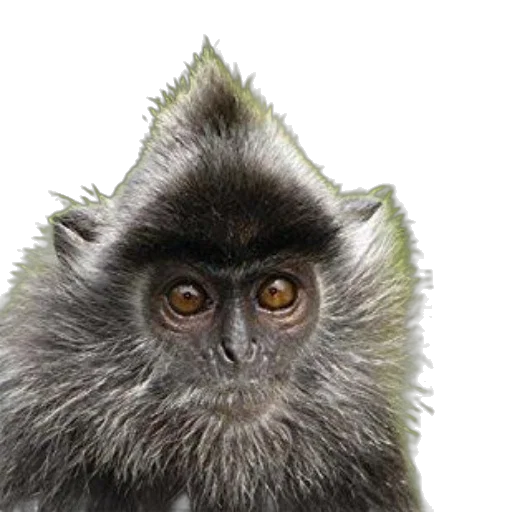 animal, staff, creature, mask transparent PNG cut-out