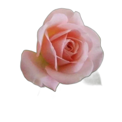 flower, jewelry, crown, staff transparent PNG cut-out
