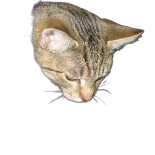 staff, animal, creature, hat transparent PNG cut-out